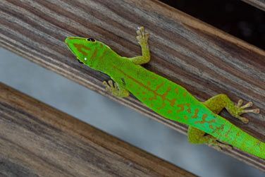 photo Denis Private Island Seychelles