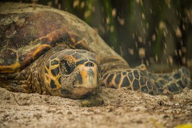 photo Denis Private Island Seychelles