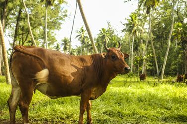 photo Denis Private Island Seychelles