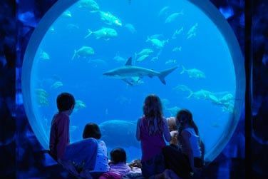 Au mini-Club, les enfants pourront observer les nombreuses espces de poissons qui peuplent les aquariums