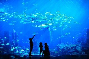 Dcouvrez la faune marine !