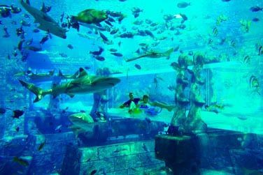 Vous pourrez admirer de l'intrieur ou de l'extrieur de nombreuse espces de poissons