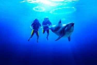 Allez  la rencontre des dauphins...