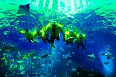 Vous pourrez plonger dans ces aquariums