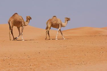 Le dromadaire dans le dsert