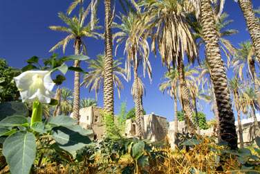 Le massif du Hajjar abrite des petits villages tradtionnels enfouis dans une vgtation luxuriante