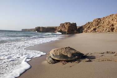 Raz Al Jinz, un site reconnu pour la ponte des tortues