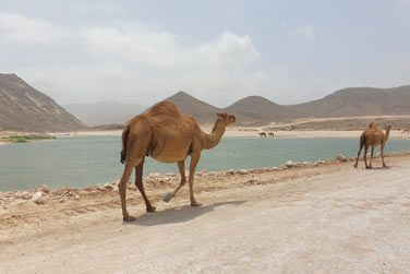 Les dromadaires se pormnent le long de la plage