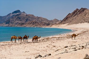 Dans la rgion du Dhofar, ct mer, les plages de sable blanc stendent sur des kilomtres