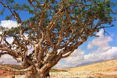A la dcouverte du Dhofar, terre de l'encens d'Oman