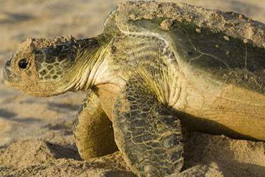 C'est ici que vous pourrez observer les tortues et les voir pondre !