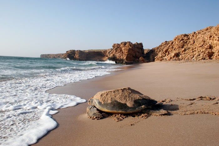 Carapace Lodge, Ras al-Jinz Scientific & Visitors Centre, Oman