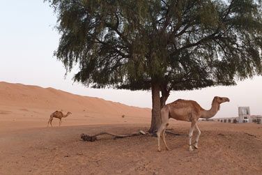tape incontournable de votre priple au Sultanat d'Oman, le dsert du Wahiba Sands vous merveillera par ses dunes de sable dores et ocres...