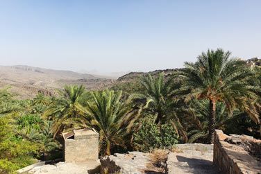 La sublime palmeraie