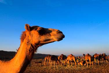 Aprs votre escapade dans les montagnes, route vers le grand dsert d'Oman...