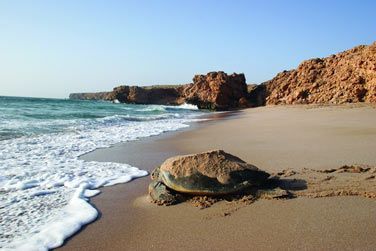 Raz Al Jinz, un site reconnu pour la ponte des tortues