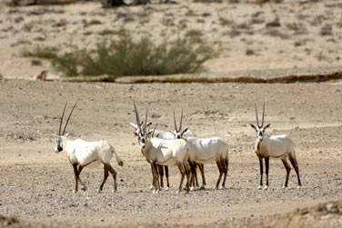 Vous aurez peut-tre l'occasion de dcouvrir des Oryx au coeur des dunes