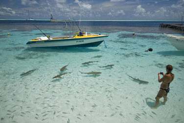 Le lagon de Fakarava est un aquarium naturel  ciel ouvert