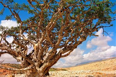 Partez sur les traces de l'encens  Salalah !