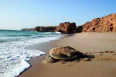 Rendez-vous  Ras al-Jinz, un important site de nidification pour la tortue verte
