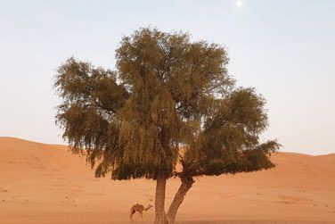 C'est l'habitat naturel des Bdouins depuis 7000 ans