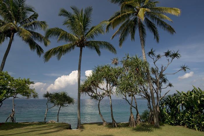 photo alila manggis