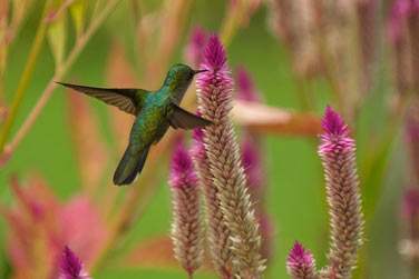 Pas de sjour en Martinique sans dcouverte et dgustation de Rhum !