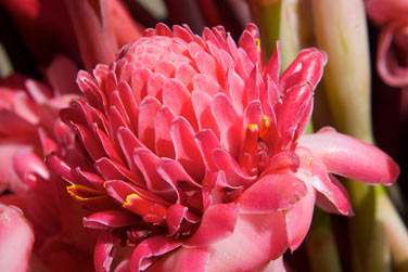 La Martinique, surnomme l'le aux fleurs, vous sduira galement par sa flore tropicale colore !