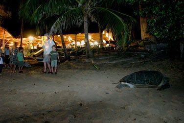 Le site est rput pour tre un lieu de ponte des tortues de mer