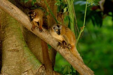 La faune est trs varie