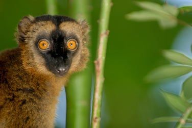Les makis sont emblmatiques de Mayotte