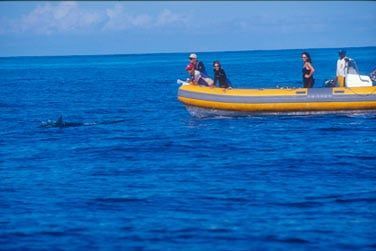 En bateau vous pourrez observer les dauphins en pleine action