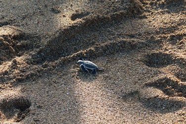 Vous aurez peut-tre la chance d'assister  ce superbe spectacle...