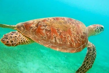 Et rencontrerez certainement les tortues marines qui peuplent ces eaux