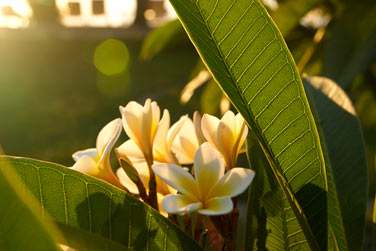 L'le Maurice, c'est aussi, une nature gnreuse et de nombreux parfums enivrants !