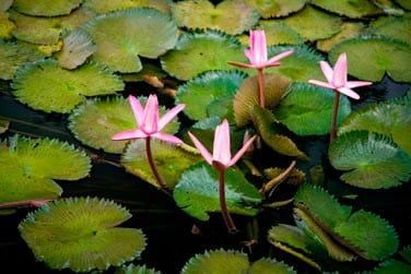 Dans son petit jardin tranquille...