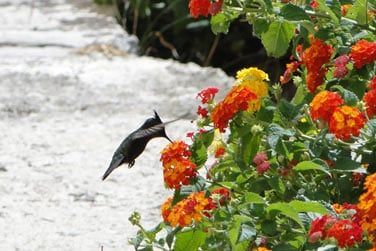 L'htel possde une situation privilgie tout prs de l'animation de Rodney Bay