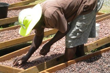 Dcouvrez une Plantation de Cacao ..