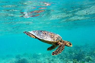 et de rencontres sous-marines