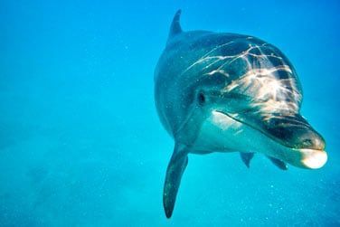 Vous pourrez les observer, les approcher ou mme nager avec eux !