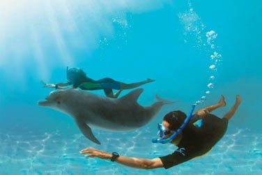 Vous pourrez les observer, les approcher ou mme nager avec eux ! Un moment magique !