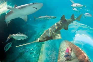 Vous pourrez observer  votre guise les 50 000 animaux du domaine