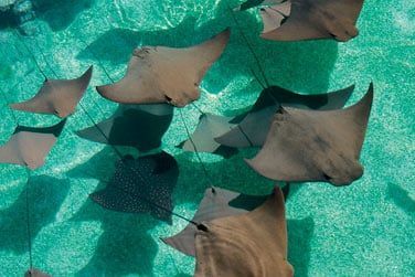 Vous pourrez partir en masque et tubas depuis la plage ...