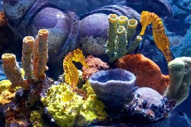 Coraux et poissons multicolores vous attendent