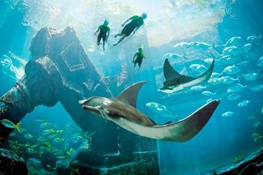 Ou bien plonger au coeur de l'un des gigantesques aquariums