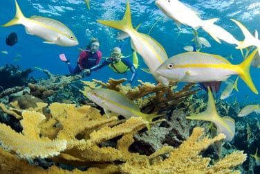 Ou encore partir pour une plonge en mer