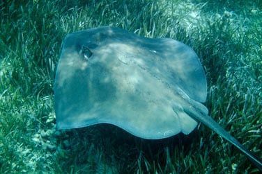 Vous pourrez admirer de nombreuses espces