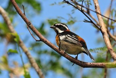 Les amoureux de la nature seront combls
