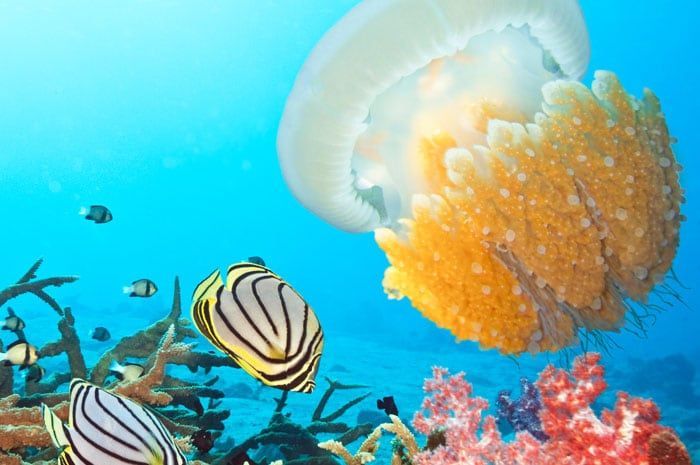 Poissons chirurgiens, balistes, carangues...