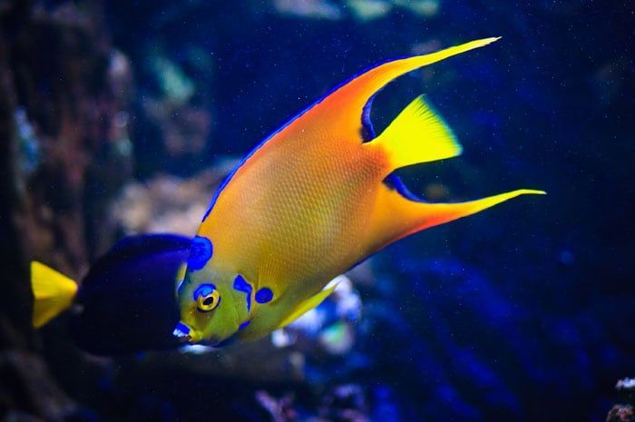 et mme les impressionnants requins baleines et les majestueuses raies mantas...